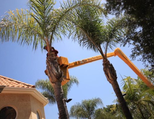 Professional Stump Grinding Services - Rancho Tree Care