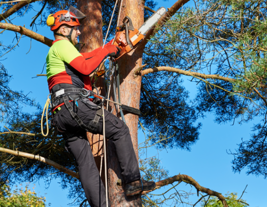 Palmetto Bay-South Florida Tri-County Tree Trimming and Stump Grinding Services-We Offer Tree Trimming Services, Tree Removal, Tree Pruning, Tree Cutting, Residential and Commercial Tree Trimming Services, Storm Damage, Emergency Tree Removal, Land Clearing, Tree Companies, Tree Care Service, Stump Grinding, and we're the Best Tree Trimming Company Near You Guaranteed!