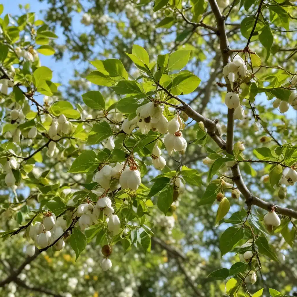 Celebrating the Charming Chinese Tallow Tree: Discovering Its Captivating Qualities