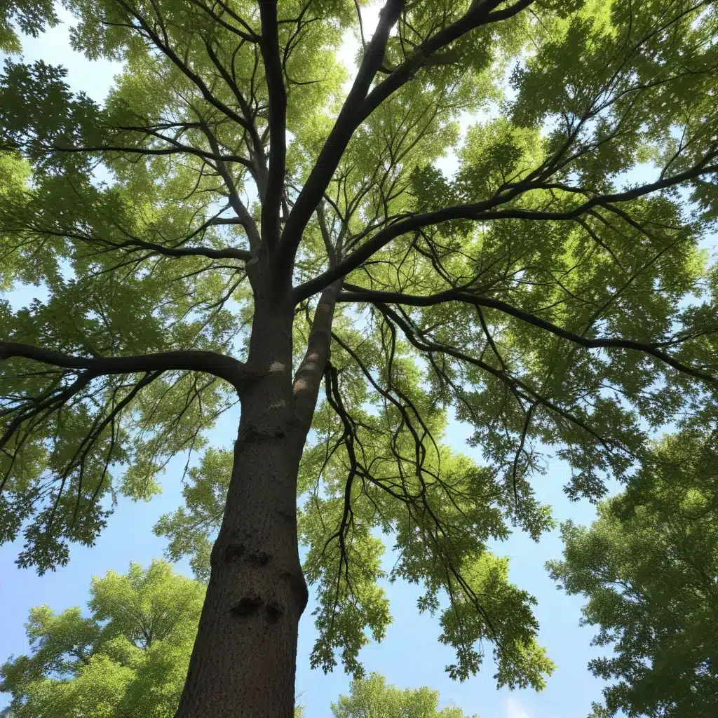 DCRP Highlight: Fostering Urban Forestry at UNC