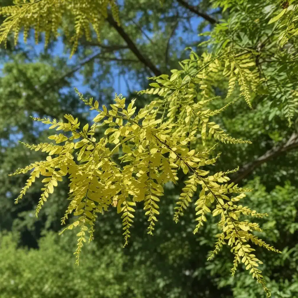 Discovering the Distinctive Characteristics of the Delightful Honeylocust