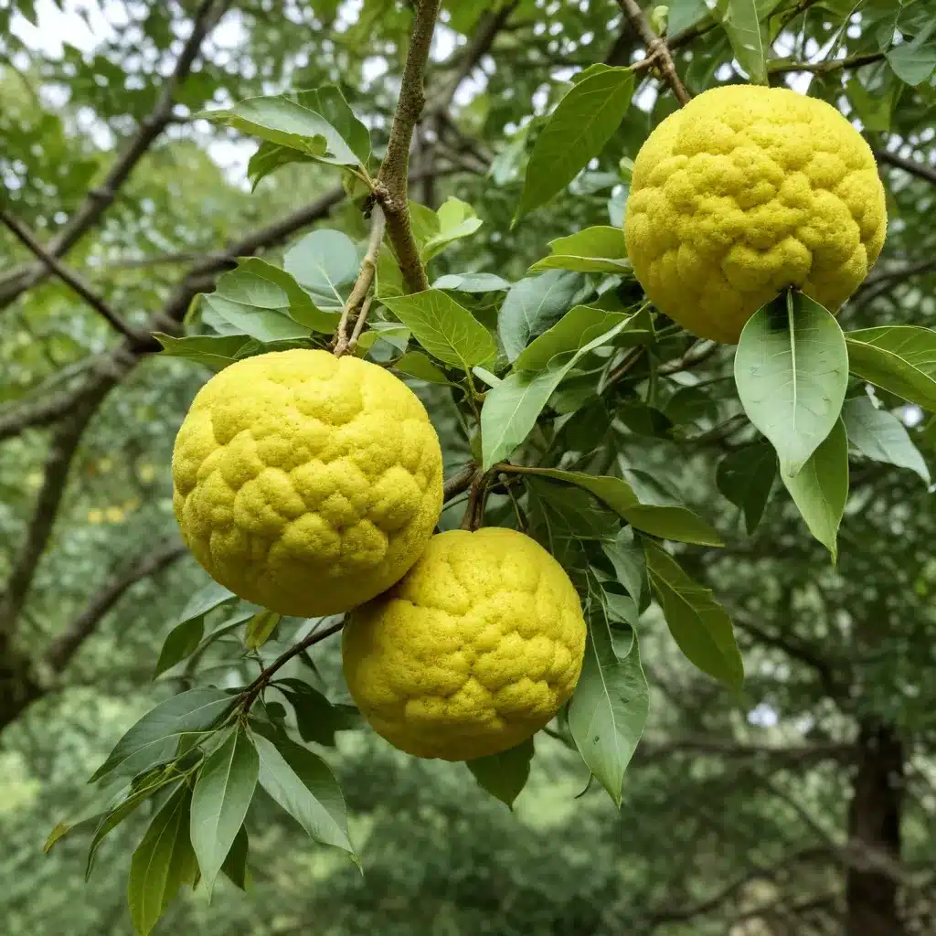 Discovering the Distinctive Characteristics of the Delightful Osage Orange