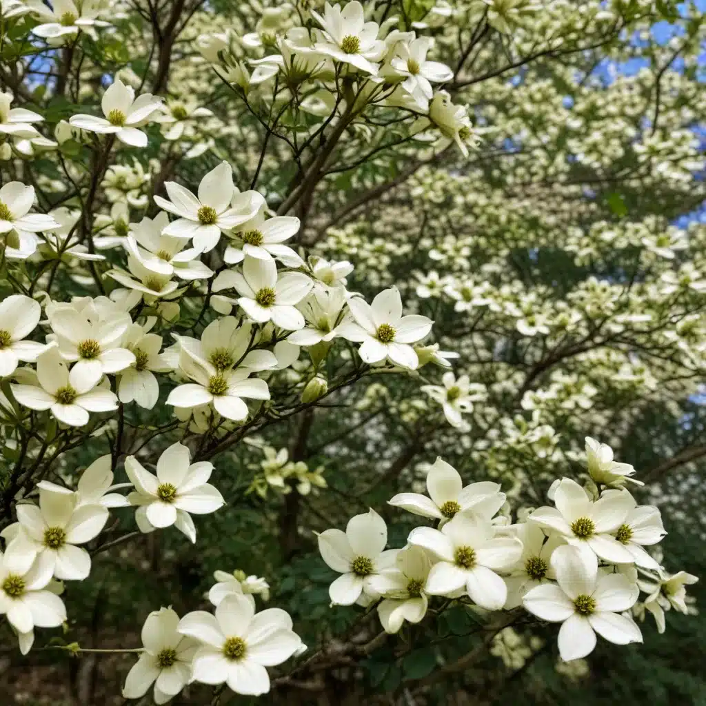 Discovering the Diverse Beauty of the Dogwood Tree