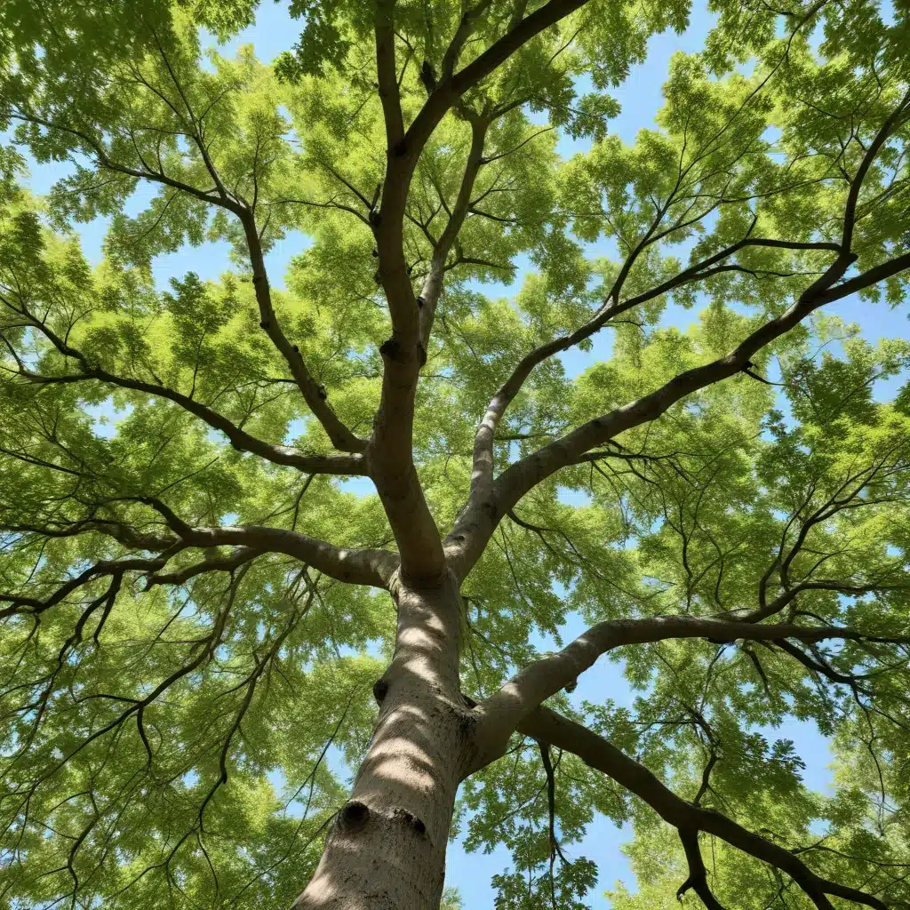 Embracing the Elegant Elm: A Tree Species Spotlight