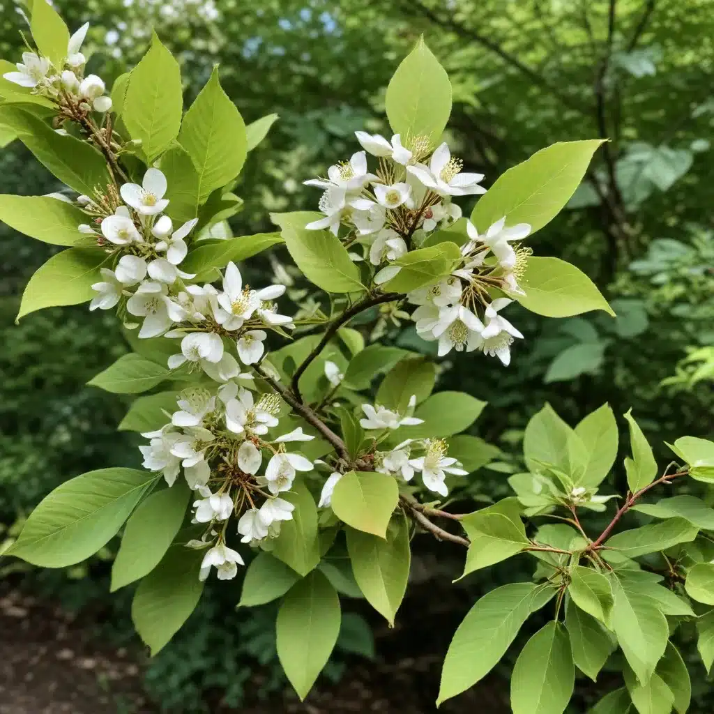 Exploring the Exquisite Elegance of the Enchanting Eastern Serviceberry