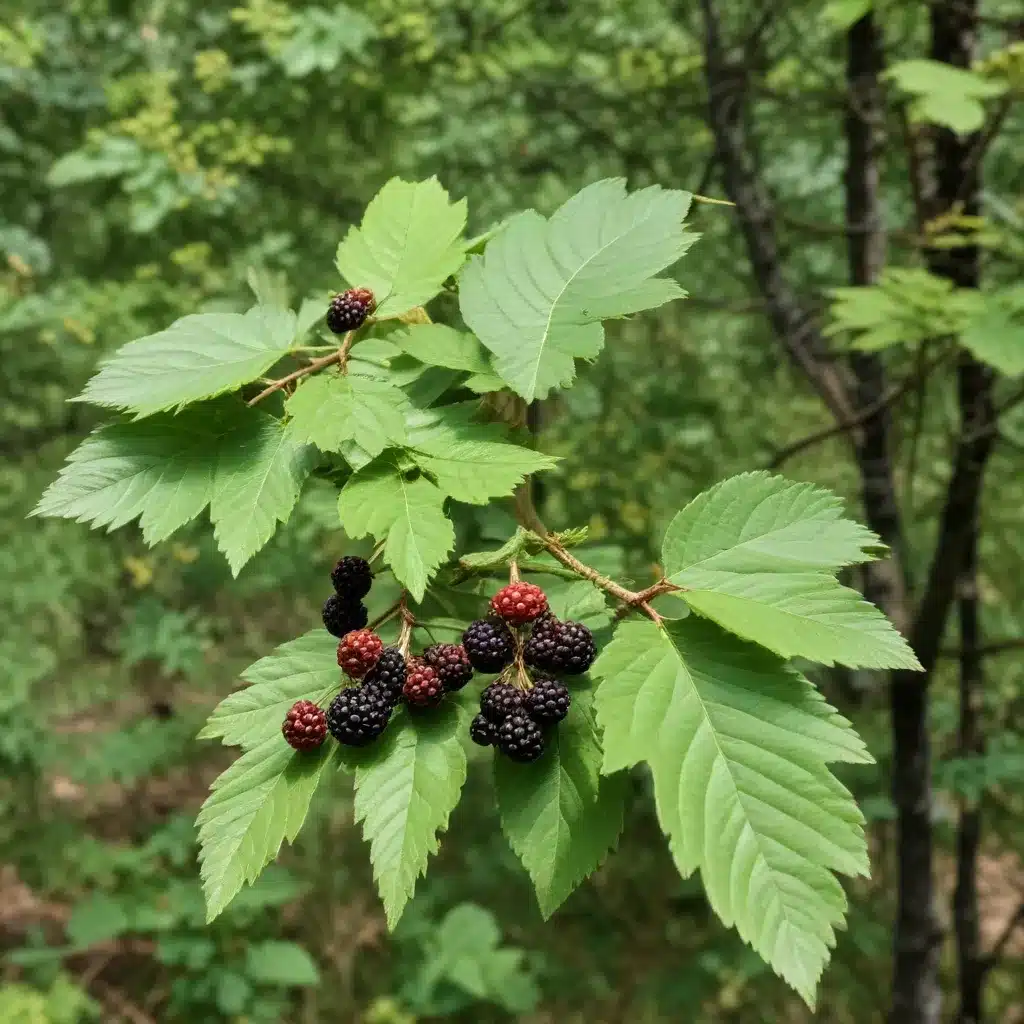 Multivariate Characterization of Urban Blackberry-Alder Systems