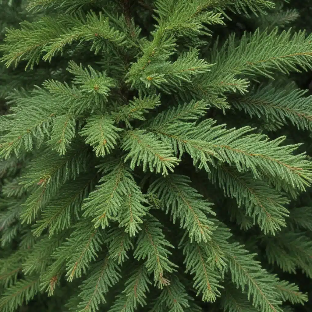 Uncovering the Unparalleled Beauty of the Unique Umbrella Spruce