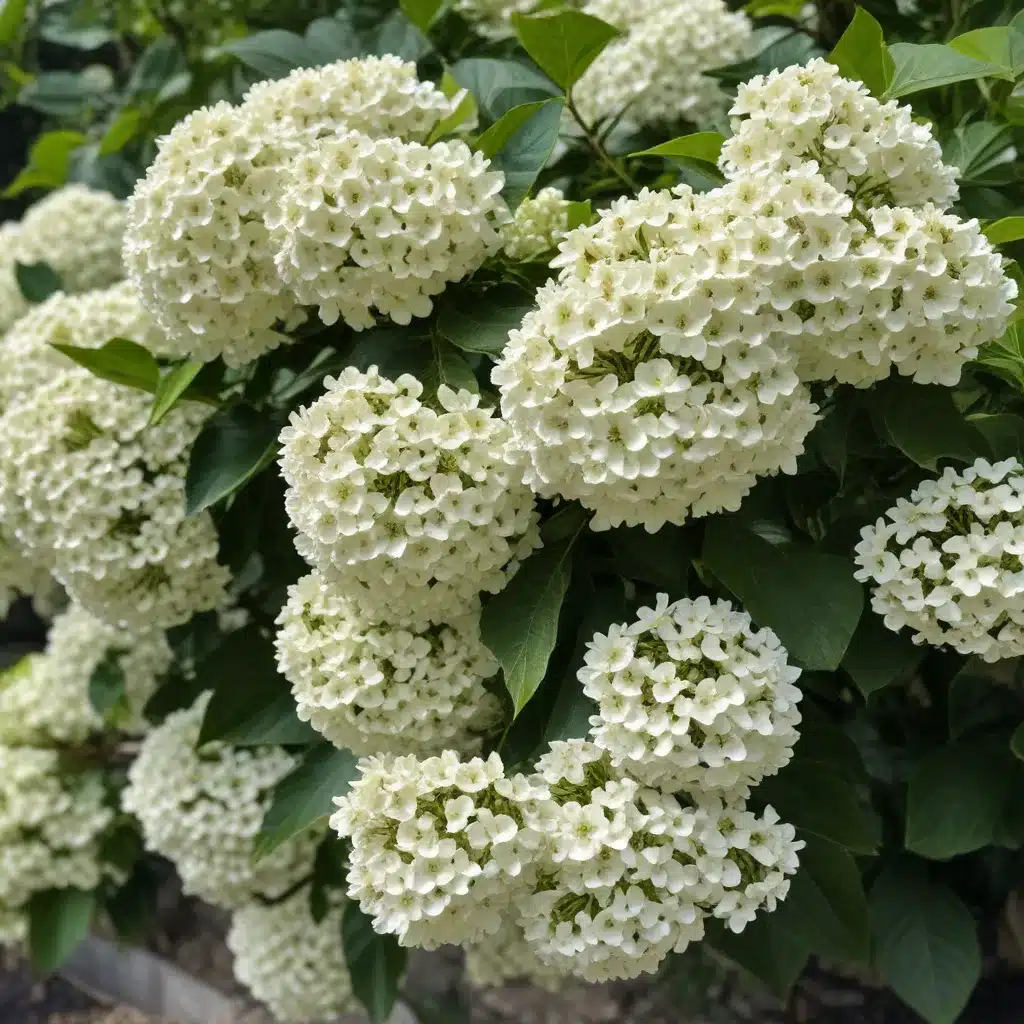 Unveiling the Versatility of the Vibrant Viburnum Tree